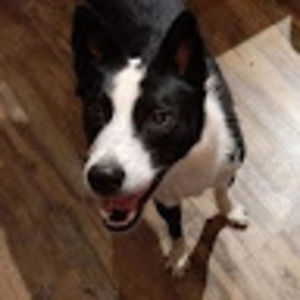 Meet your Posher, Annabelle